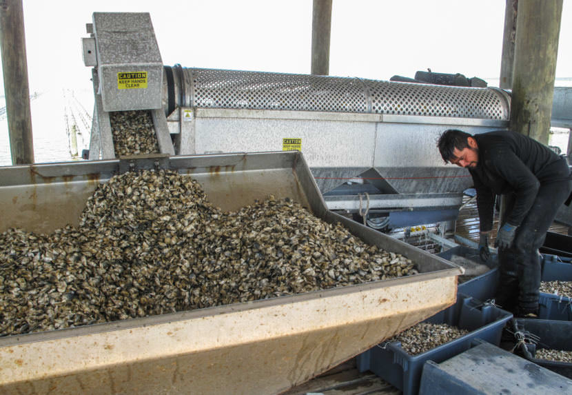 An oyster grading machine sorts young oysters on the pier at Murder Point.