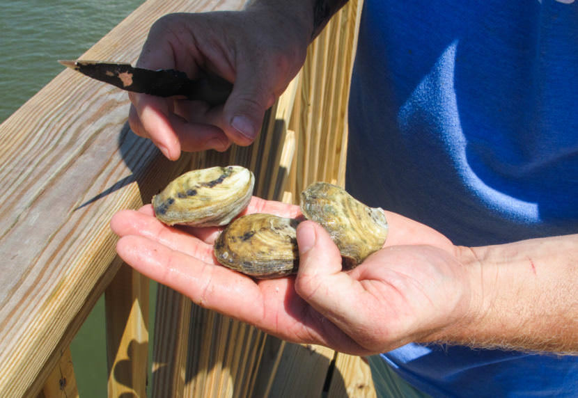 Murder Point oysters are petite and plump, with a salty and buttery taste. They're intended for the premium half-shell market.