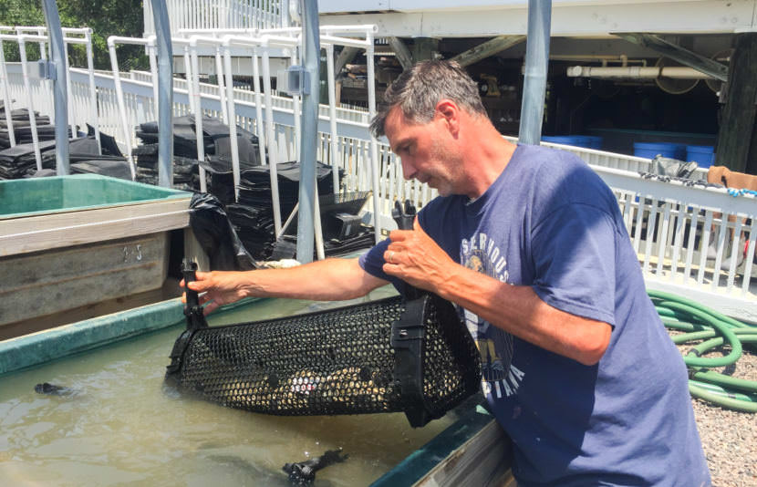 Auburn University marine scientist Bill Walton, aka "Dr. Oyster," spawns oysters at the Dauphin Island Sea Lab on the Alabama coast.