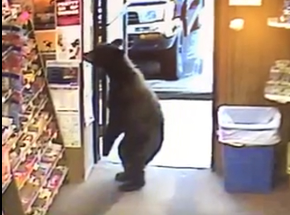 A juvenile bear walked into the Liquor Barrel store in Lemon Creek on Friday morning, according to store clerk Roger Thibodeau. (Still from Liquor Barrel surveillance video)