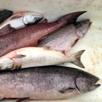King salmon, red salmon, and chum salmon. (Photo by Shane Iverson/KYUK)