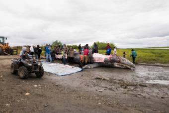 The whale killed in the Kuskokwim River on Thursday night is butchered and the meat and blubber distributed to people up and down the river. (Photo by Katie Basile / KYUK)