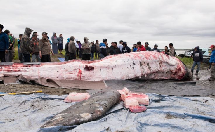 The whale killed in the Kuskokwim River on Thursday night is butchered and the meat and blubber distributed to people from up and down the river on Saturday, July 29, 2017. (Photo by Katie Basile/KYUK)