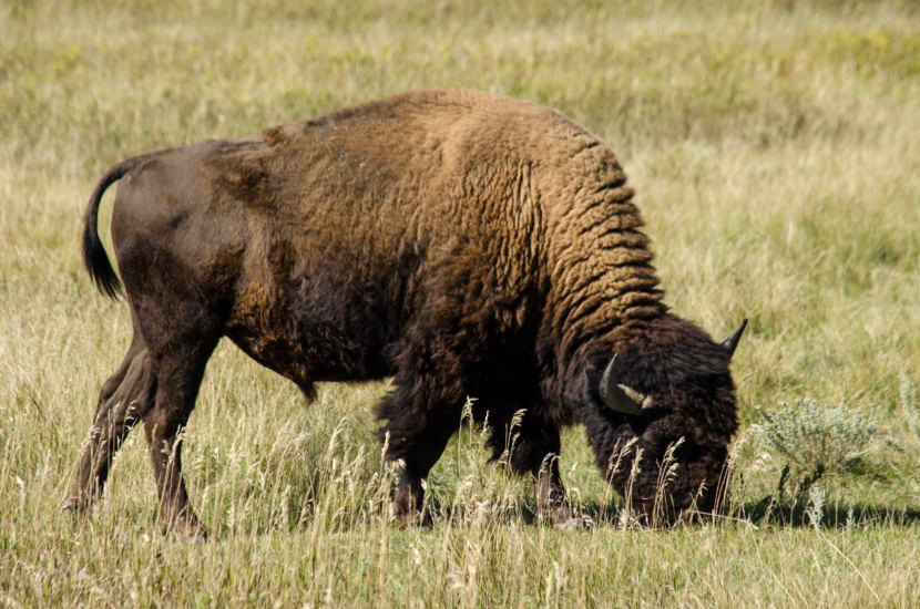 A bison grazes at Theodore Roosevelt National Park in North Dakota. 