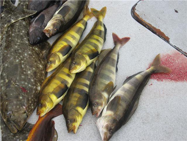 Atka mackerel caught near Homer, Alaska. (Creative Commons photo by wikimedia.org.