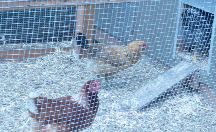 Sarah Dolan's chickens in the chicken run.