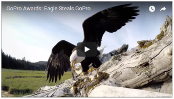 Eagle steals GoPro video.