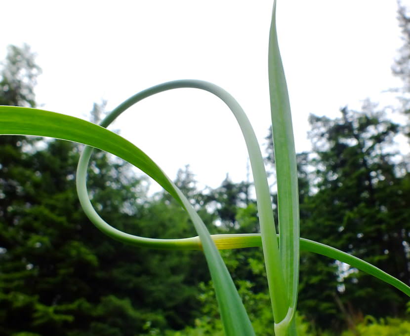 Garlic scape is all curled up in a North Douglas garden.