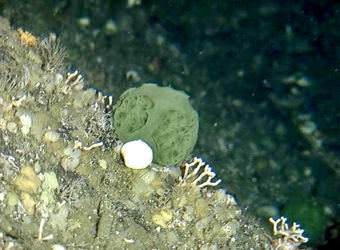 A green sponge found in the waters near Sitka could hold the key to curing pancreatic and ovarian cancer. (Photo courtesy NOAA Fisheries)