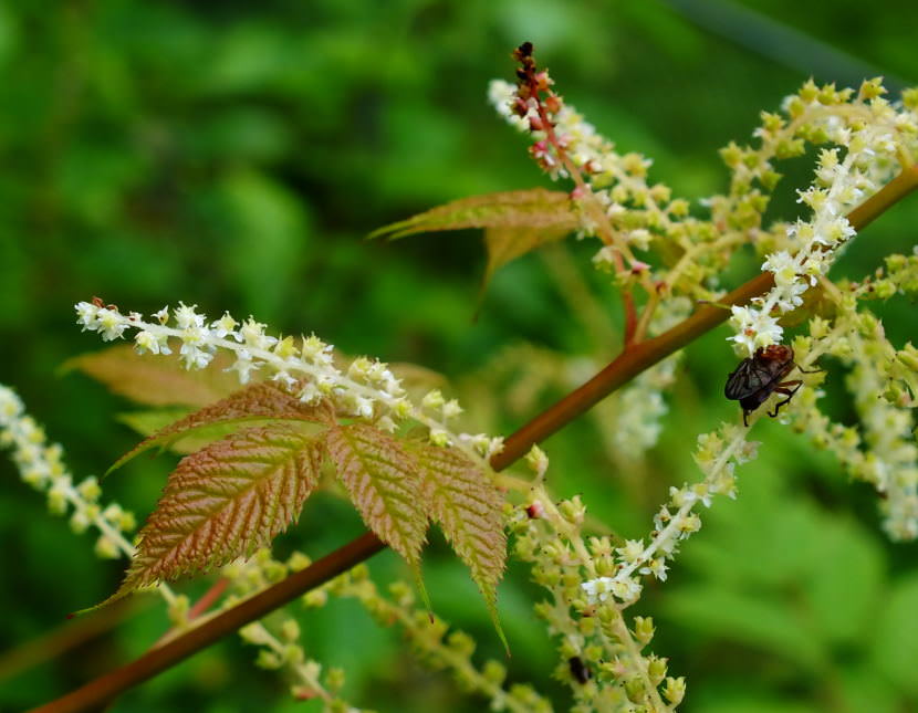 Uh, oh. This almost looks like Japanese knotweed that has a established a foothold in a North Douglas garden.