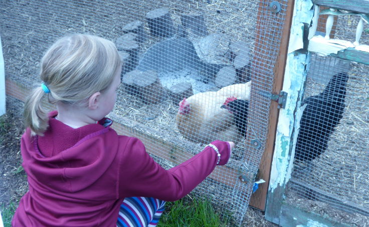 Sarah Dolan's daughter feeds chickens inside of the run.