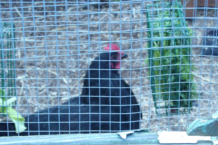 A chicken eats from a hanging feeder inside Sarah Dolan's chicken run in the Mendenhall Valley on Saturday, July 29, 2017.