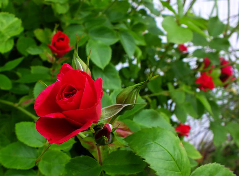 Horstmann roses bloom in the KTOO Agricultural Test Station and Garden of Science.
