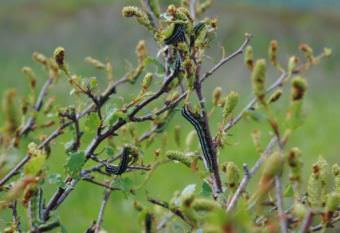 Noctuid caterpillars munch on plants in Wood Tikchik State Park. (Photo courtesy Daniel Schindler/University of Washington)