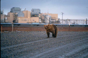 Young grizzlies like this are attracted to the ready food source presented by unlocked dumpsters at food-service facilities around the oilfield- and pipeline-service community of Deadhorse. The bear's coat is tinted red by rust inside the large-diameter pipes that the bears sometimes crawl into. (Photo courtesy Alaska Deparmtent of Fish and Game)