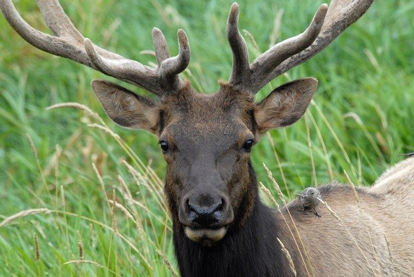 Roosevelt elk, the type of elk found on Afognak Island. (Creative Commons photo by Dan Dzurisin/Flickr