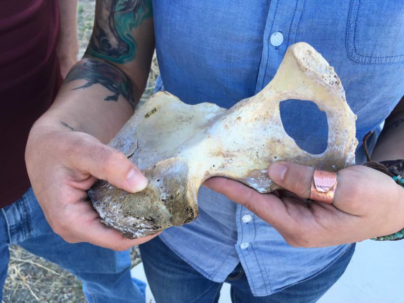 Chrissy Baigent holds a human pelvic bone from the field.