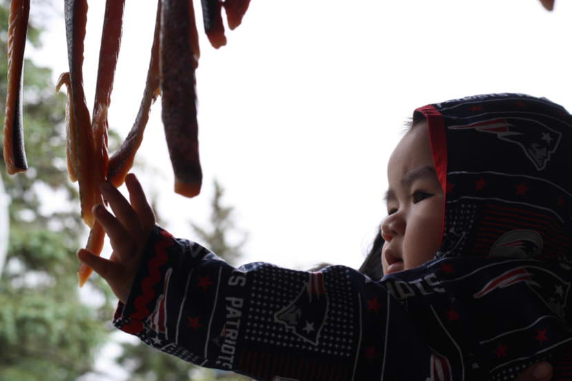 Christian Mulipola reaches for king salmon strips his grandmother, Diane Ishnook, has hung up to dry. Her king salmon were caught far downriver from Koliganek. (Photo by Avery Lill/KDLG)