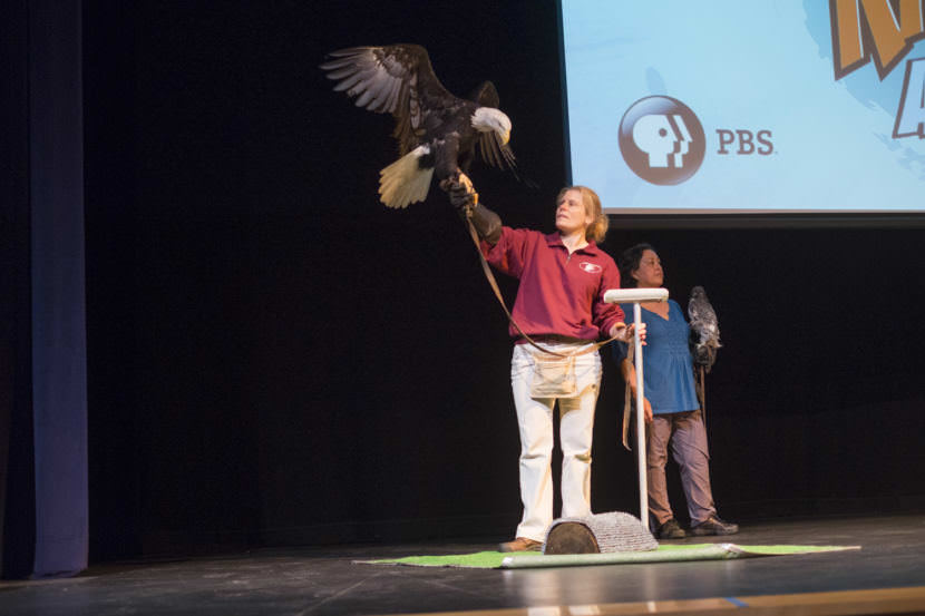 The bald eagle "Justice" from the Juneau Raptor Center at Meet The Kratts, Wild Alaska Live Meet & Greet at Thunder Mountain Auditorium on Thursday, July 20, 2017.