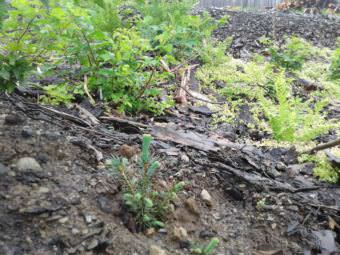 A Sitka spruce seedling emerges from the ground where the Chiniak fire left a burn area in 2015. (Photo courtesy Maggie Slife)