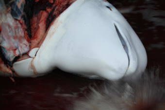 A beluga whale is processed. (Photo by Avery Lill/KDLG)