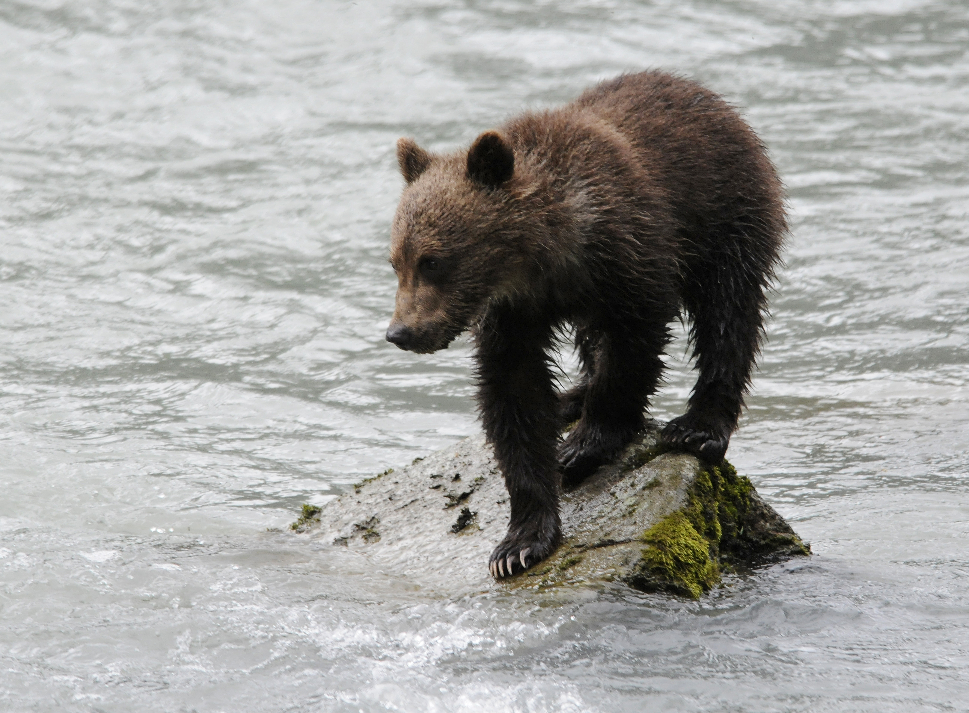 A bear cub in Haines in 2010. (Creative Commons photo by Ray Morris/Flickr)