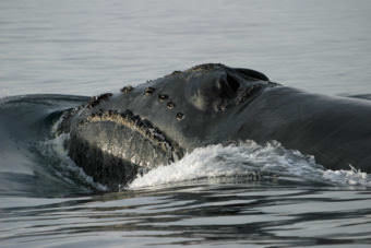 An extremely rare North Pacific right whale. (Public domain photo by John Durban, NOAA, Wikipedia Commons)