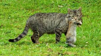 Fish and Game experts say pet owners shouldn’t allow cats and dogs to eat hares, voles and other small mammals that could contract tularemia. Pets that show any symptoms of the disease should be examined and treated as soon as possible, the experts say. (KUAC file photo)