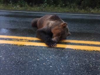 Troopers located a brown bear that had been shot and killed near the Haines Highway last week. The animal was found in the middle of the road near mile 17. (Photo courtesy of Trent Chwialkowski)
