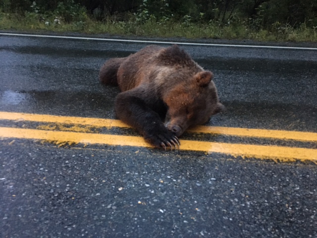 Troopers located a brown bear that had been shot and killed near the Haines Highway last week. The animal was found in the middle of the road near mile 17. (Photo courtesy of Trent Chwialkowski)