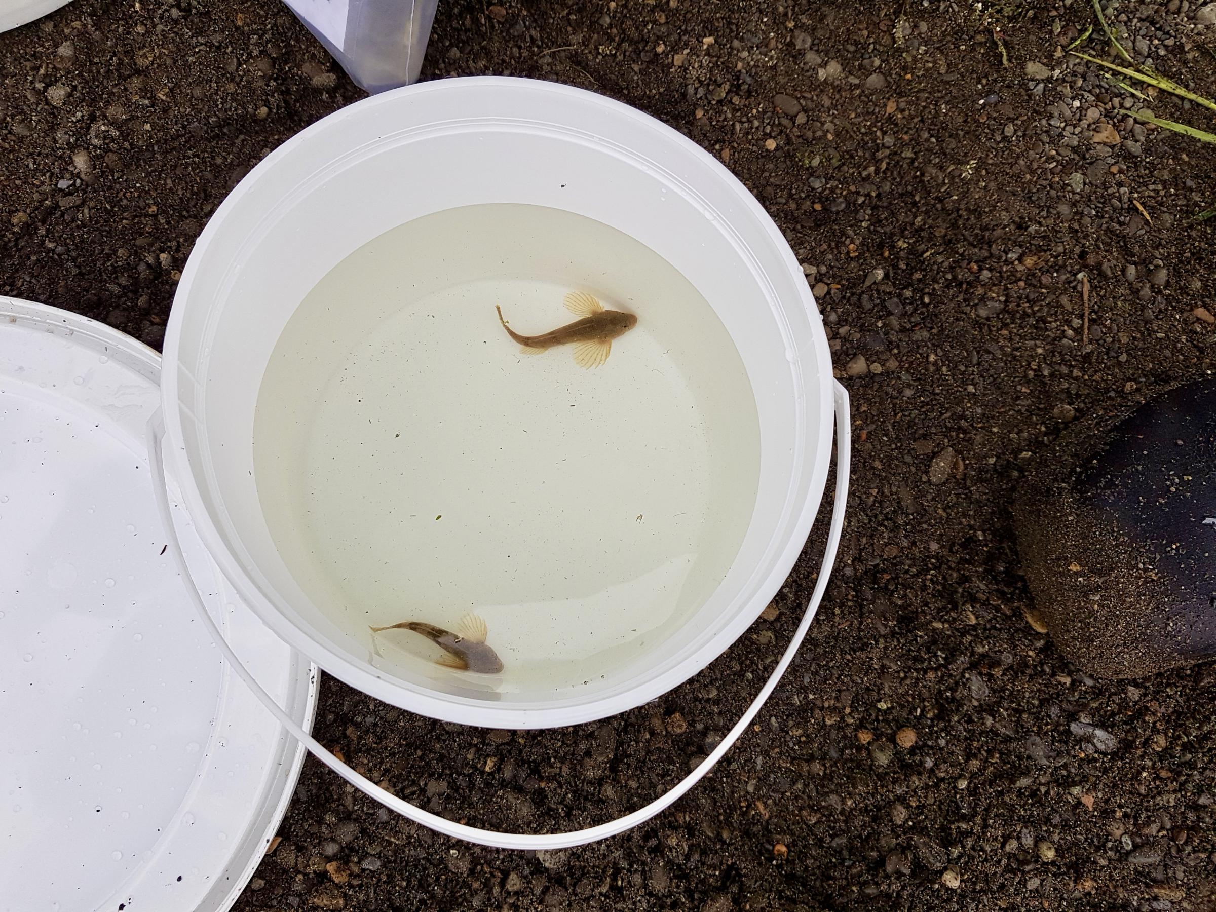 Campers caught juvenile salmon to weigh, measure and identify them by type. (Photo by Christine Trudeau/KYUK)