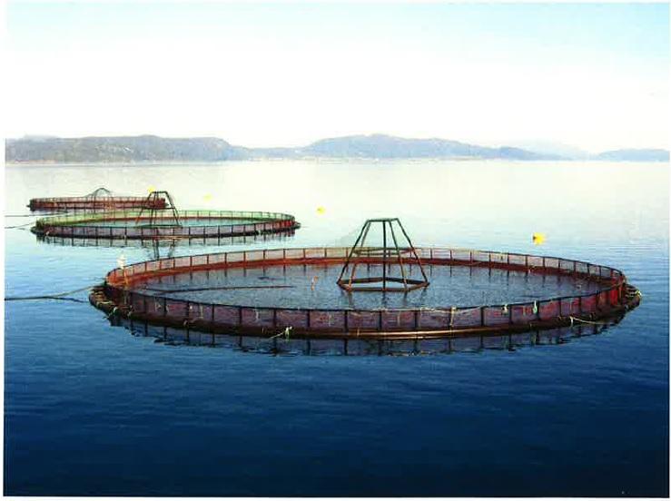 Example photo provided by Cooke Aquaculture division to Clallam County to show what salmon farming net pens near Port Angeles would look like. (Photo courtesy of American Gold Seafoods via Clallam County)