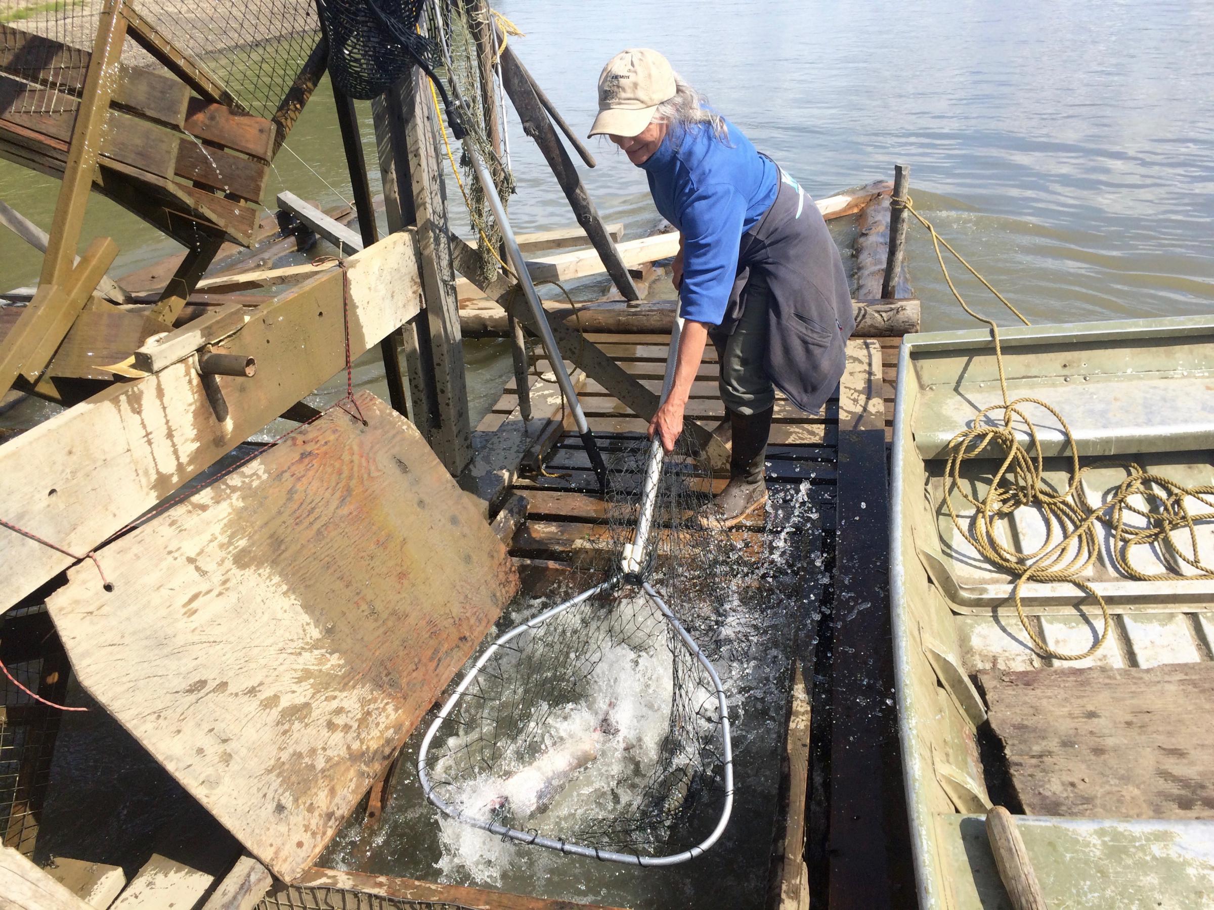 Barb Carlson pulls fish from the live box of her fish wheel near Sleetmute. (Photo by Anna Rose MacArthur/KYUK)