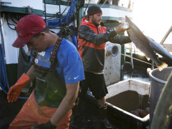 Aboard the fishing vessel Marathon, Nicholas Cooke, left, and Nathan Cultee unload 16 farm-raised Atlantic salmon into a container on Tuesday in Bellingham, Wash. (Photo by Megan Farmer /KUOW)