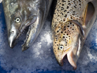 Washington state posted an identification guide to help fishers distinguish native Pacific salmon species from Atlantic salmon on the right. (Photo by Megan Farmer/KUOW)