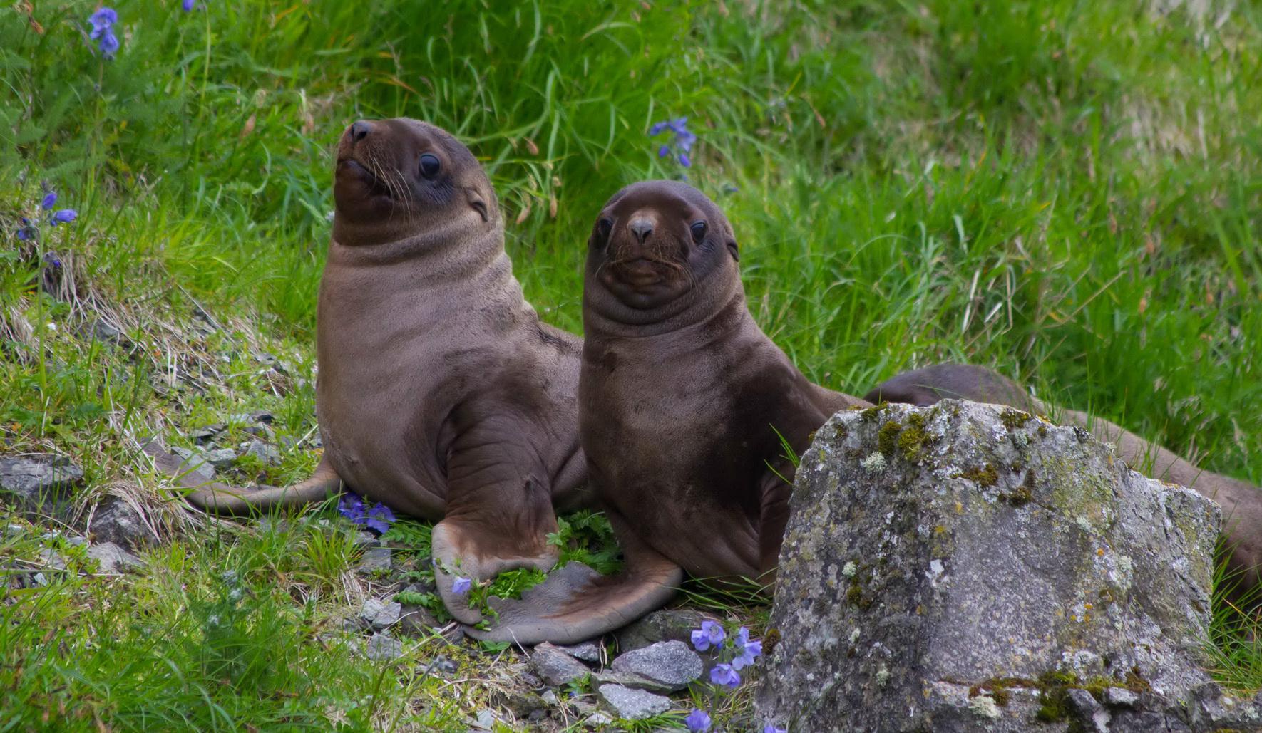 Steller Sea Lion Research