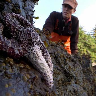 A researcher examines an ochre star with whitened arms — a symptom of sea star wasting syndrome. So far, about 20 different species along the Pacific Coast appear to be vulnerable to the disease. (Photo courtesy Greg Davis)