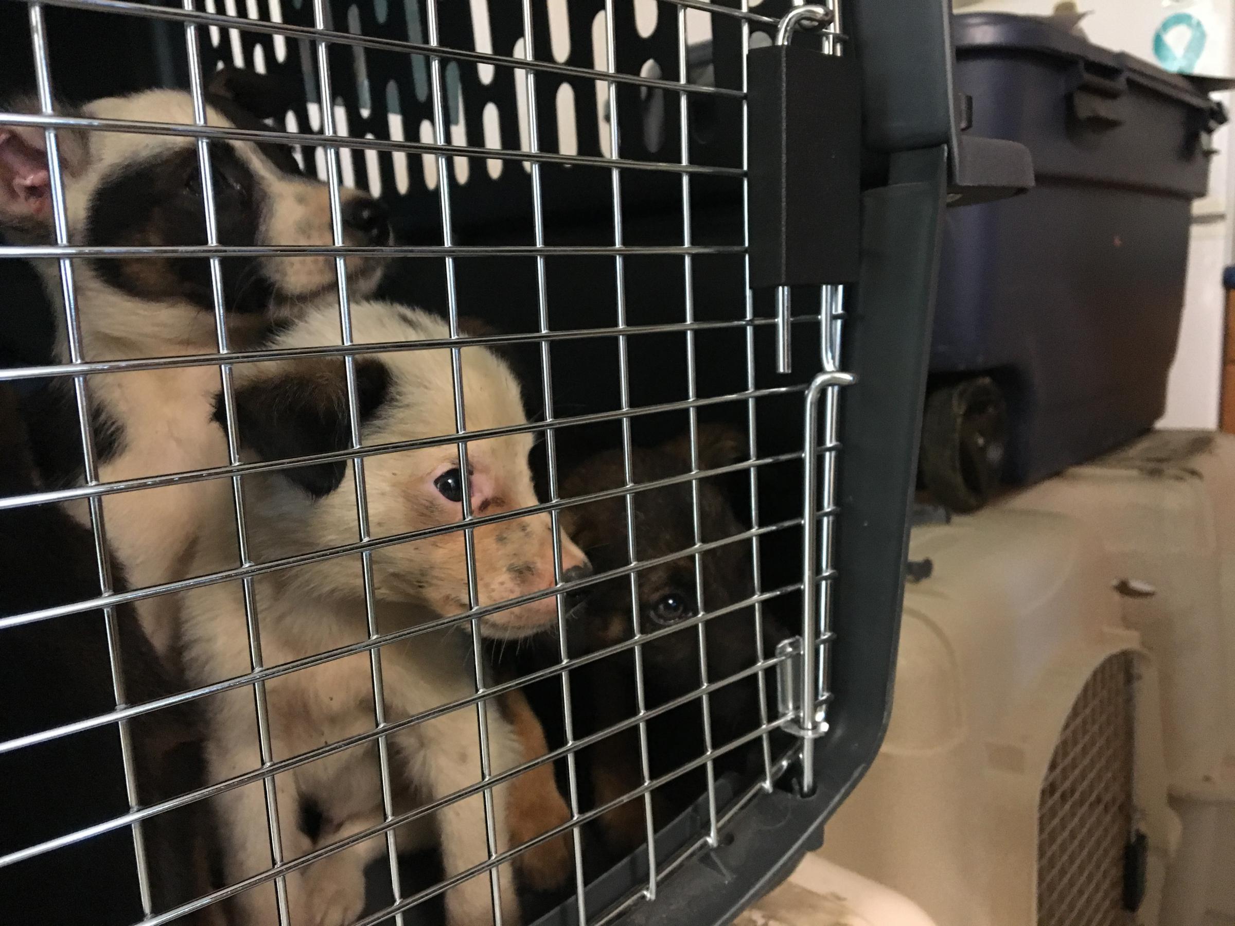 Puppies are prepped for their vaccinations. (Photo by Teresa Cotsirilos/KYUK)