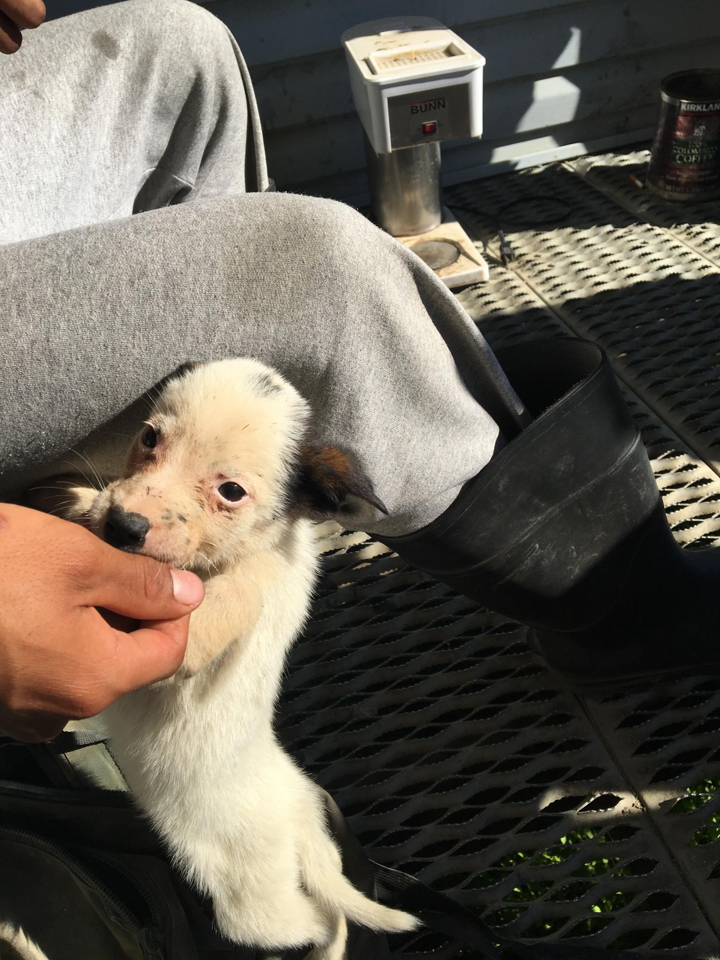 Brian Nicolai and one of his puppies get ready to go home. (Photo by Teresa Cotsirilos/KYUK)