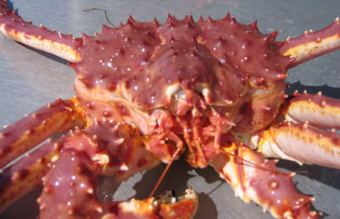 The last commercial opening for red king crab in Southeast was 2011. (Photo by Alaska Department of Fish & Game)