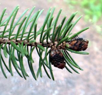 In its outward appearance, Dichomera resembles Gemmamyces: Same blackening of the spruce bud. The difference? Alaskan trees are naturally resistant to Dichomera.