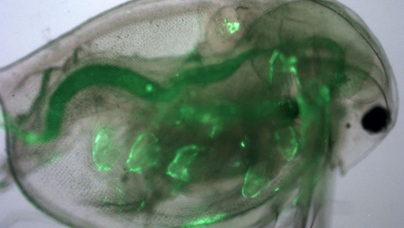 Polystyrene particles less than 50 nanometers long (in light fluorescent green) have infiltrated the gastrointestinal tract, antenna, and thoracic appendages of this freshwater plankter, Daphnia magna.