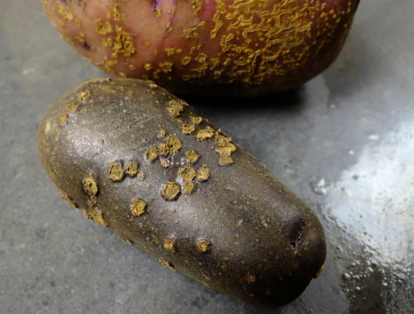 Master Gardener Ed Buyarski harvested these potatoes of the Caribe and Magic Molly varieties which suffered from potato scab. (Photo by Matt Miller/KTOO)