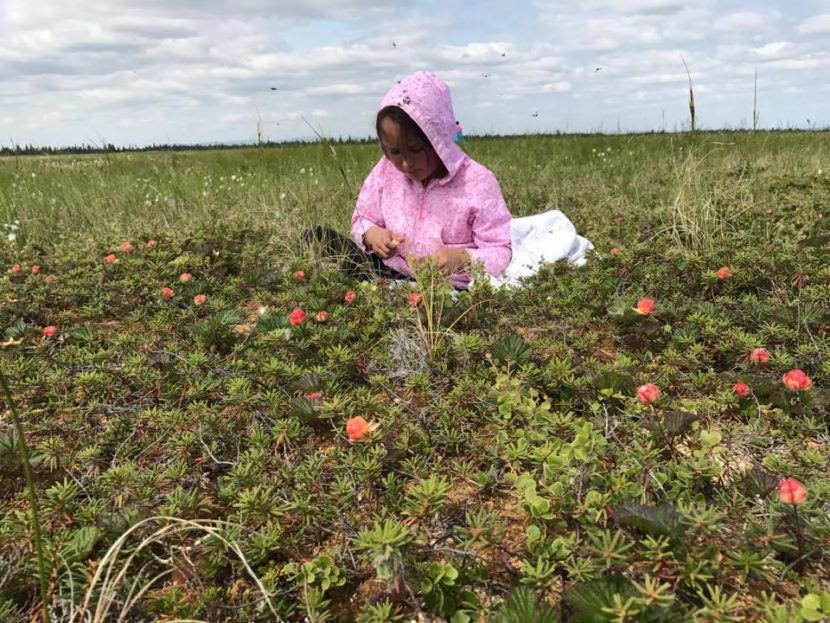 Dannika Wassillie harvests salmonberries. (Photo by Jeff Bringhurst)