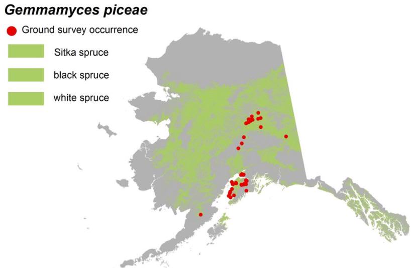 Although it hasn’t been found in Southeast, Gemmamyces is definitely in Alaska. Thanks to the genetic research of pathologist Lori Winton, the fungus has been positively identified in sites from the Kenai Peninsula to Fairbanks. The question remains, however: Is Gemmamyces native to Alaska, or a potentially forest-killing invasive?