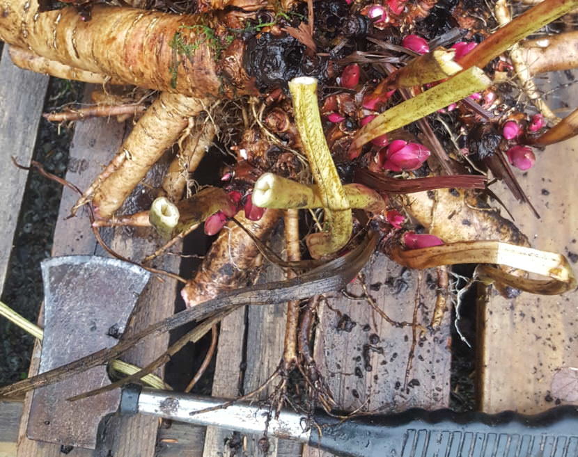 This set of peony roots or tubers with new buds must be split up before planting. You might need a hatchet. (Photo courtesy of Ed Buyarski)
