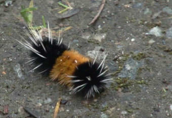Screen capture of a video of a banded woolly bear caterpillar. (Courtesy 360North television)