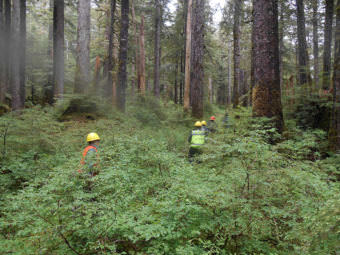 A U.S. Forest Service timber crew on Kosciusko Island (Photo courtesy U.S. Forest Service)