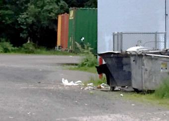 A bear peaks from behind a dumpster near McGivney's at the Mendenhall Mall on July, 17, 2017. (Photo courtesy Quinn Tracy)