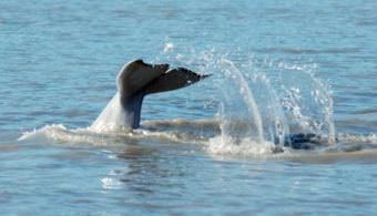 Beluga whale. (Photo courtesy LGL Alaska Researach Associates)